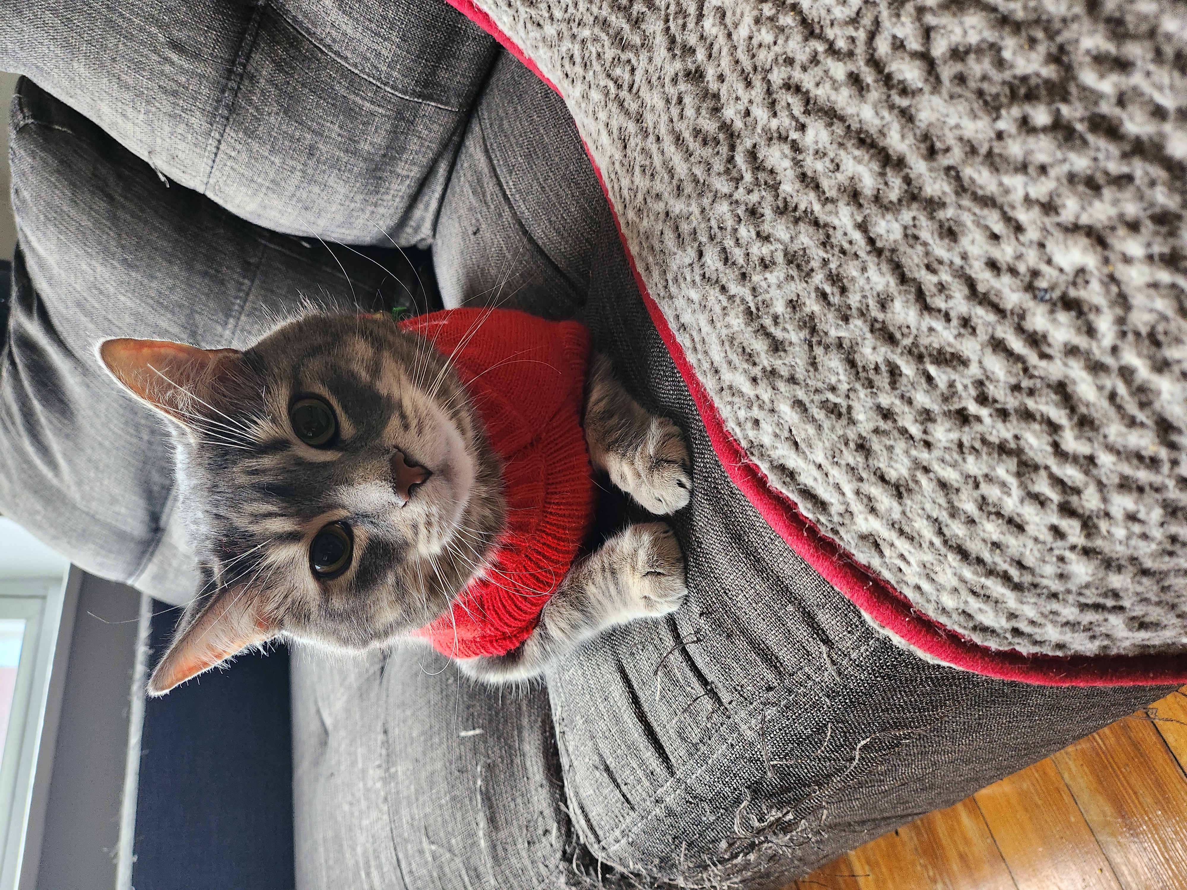 Image of my cat in a sweater sitting on the couch.